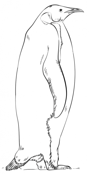 Emperor Penguin coloring page image