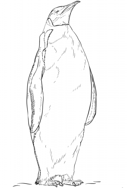 Emperor Penguin coloring page image