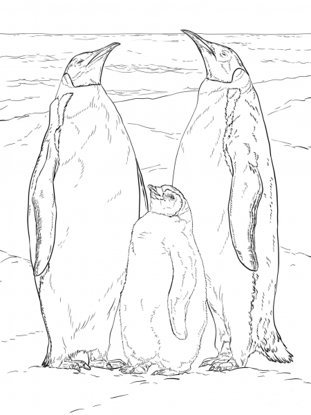 Emperor Penguin Family coloring page image
