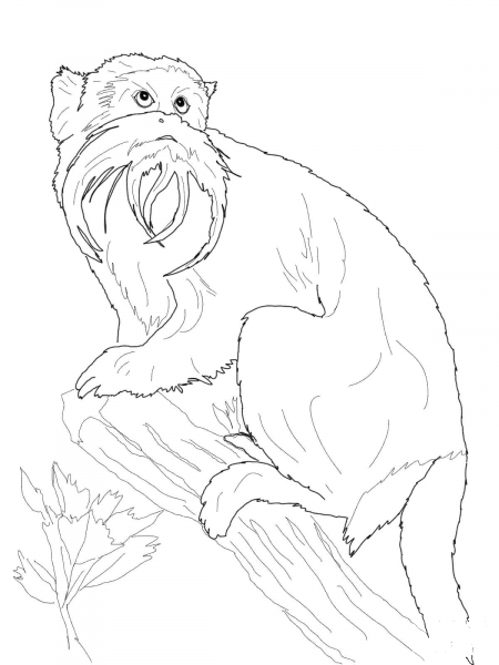 Emperor Tamarin coloring page image