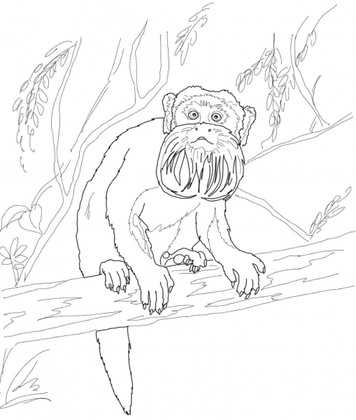 Emperor Tamarin on Tree coloring page image