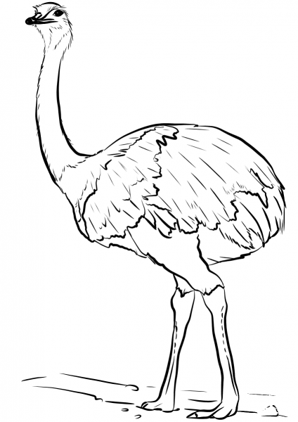 Emu Bird  coloring page image