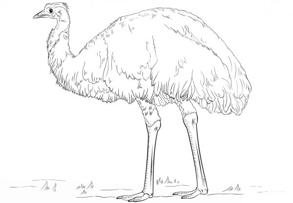 Emu coloring page image