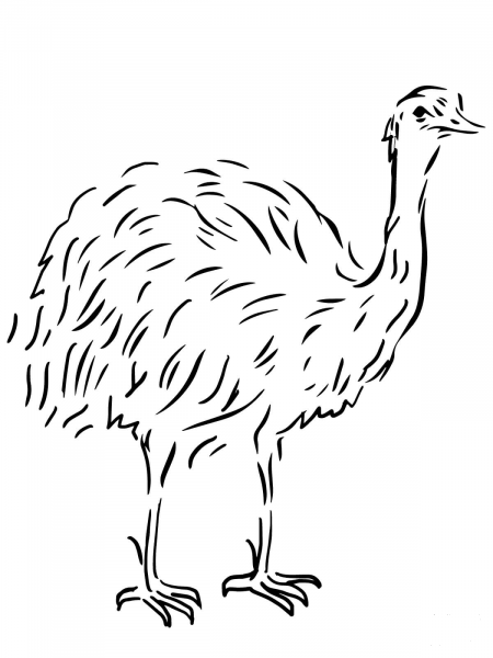 Emu Flightless Bird coloring page image