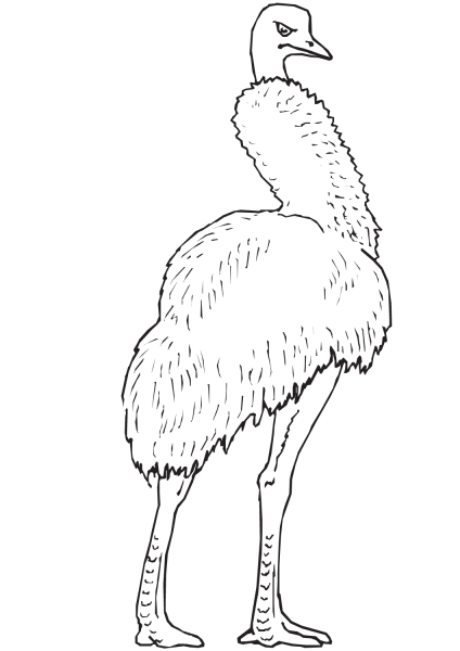 Emu the Largest Bird in Australia coloring page image