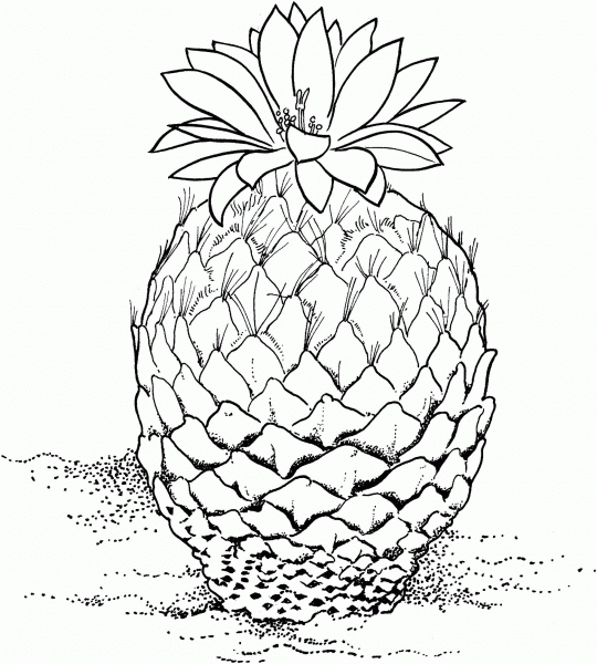 Encephalocarpus Strobiliformis or Pinecone Cactus coloring page image
