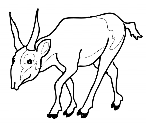 Endangered Antelope Saiga coloring page image