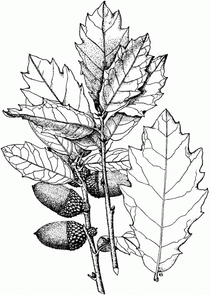 Engelmann Oak or Pasadena Oak coloring page image