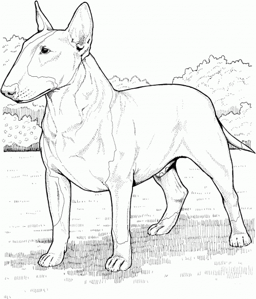 English Bull Terrier coloring page image