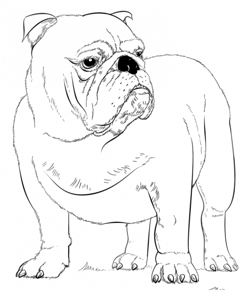 English Bulldog coloring page image