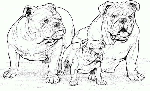 English Bulldogs with Puppy coloring page image