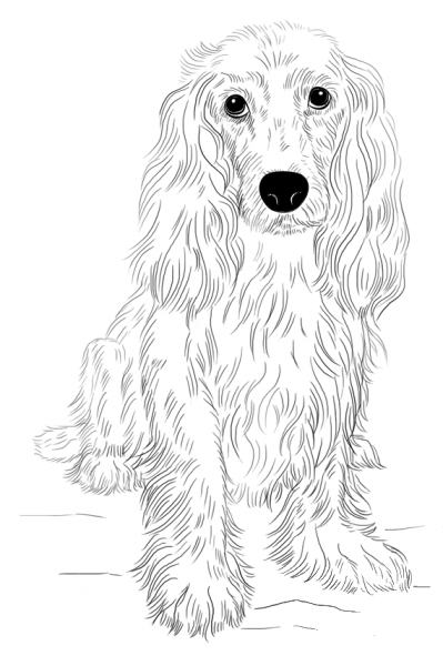 English Cocker Spaniel coloring page image