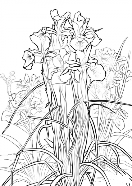 English Iris coloring page image