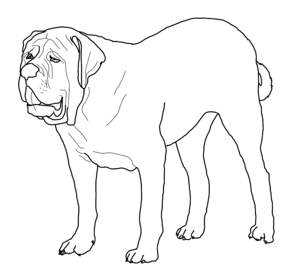 English Mastiff coloring page image