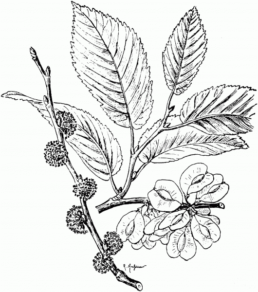 English or Common Elm Branchlet coloring page image