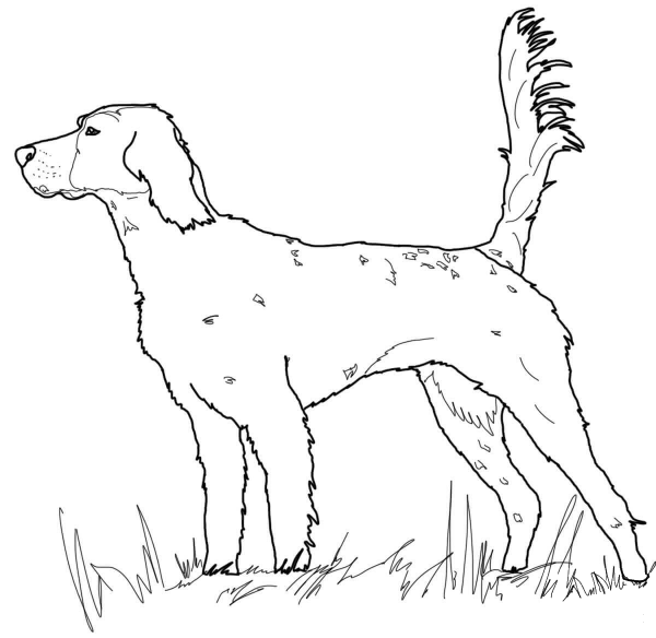 English Setter coloring page image