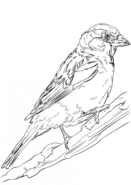 English Sparrow coloring page image