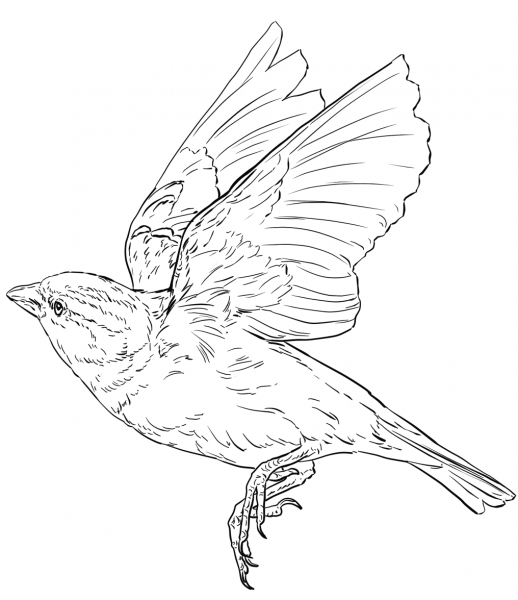 English Sparrow in Flight coloring page image