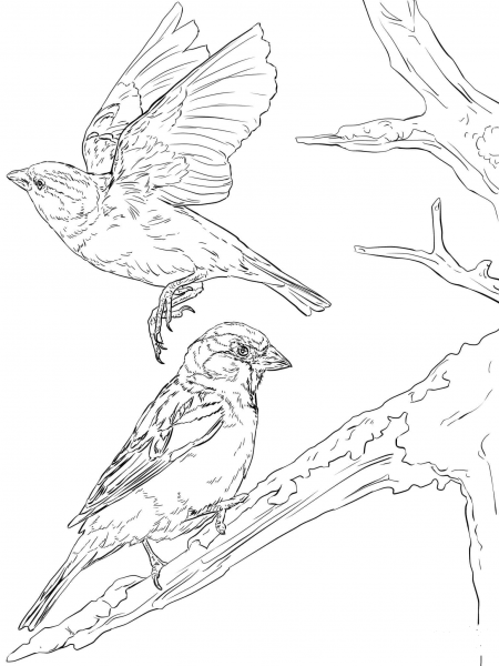 English Sparrows coloring page image