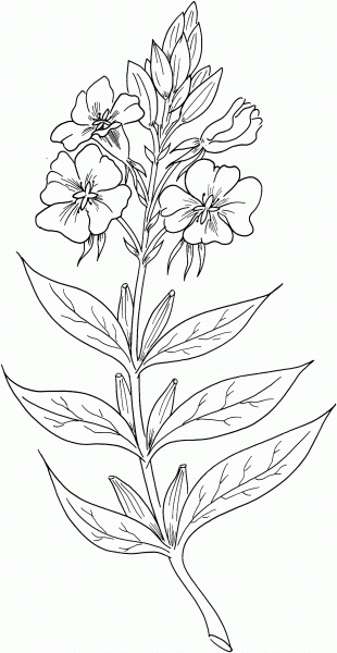Enothera Biennis or Evening Primrose or Evening Star coloring page image