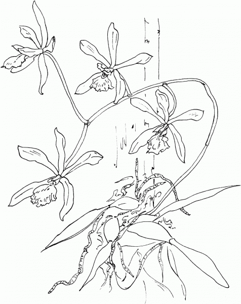 Epidendrum Tampense or Butterfly Orchid coloring page image