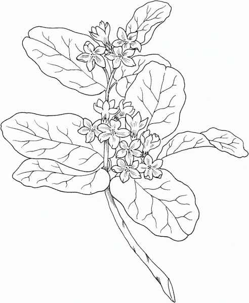 Epigaea Repens or Mayflower or Trailing Arbutus coloring page image