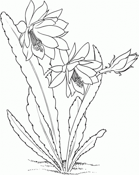 Epiphyllum ackermannii orchid cactus coloring page image