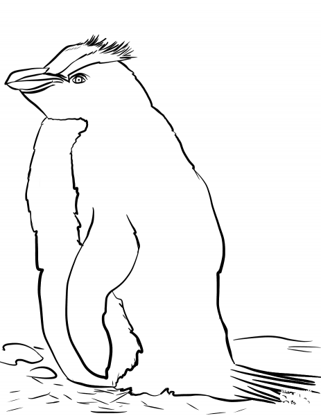 Erect-crested Penguin coloring page image