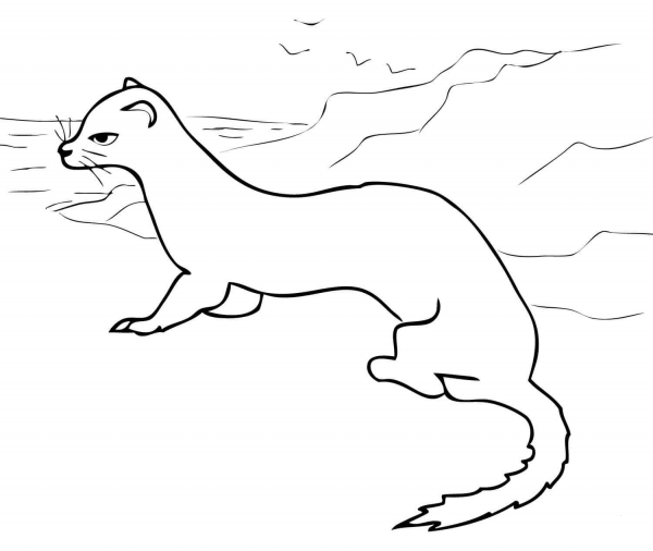 Ermine coloring page image