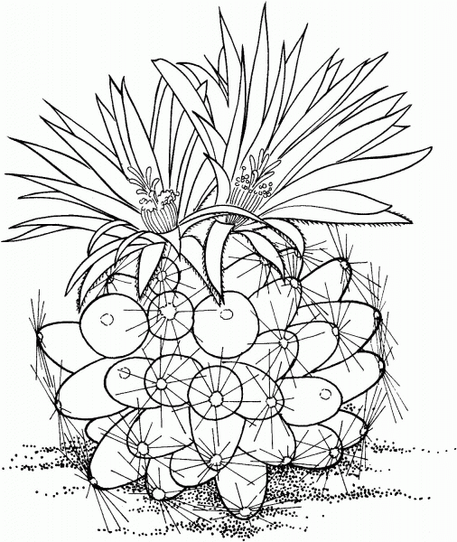 Escobaria missouriensis or Missouri foxtail cactus coloring page image