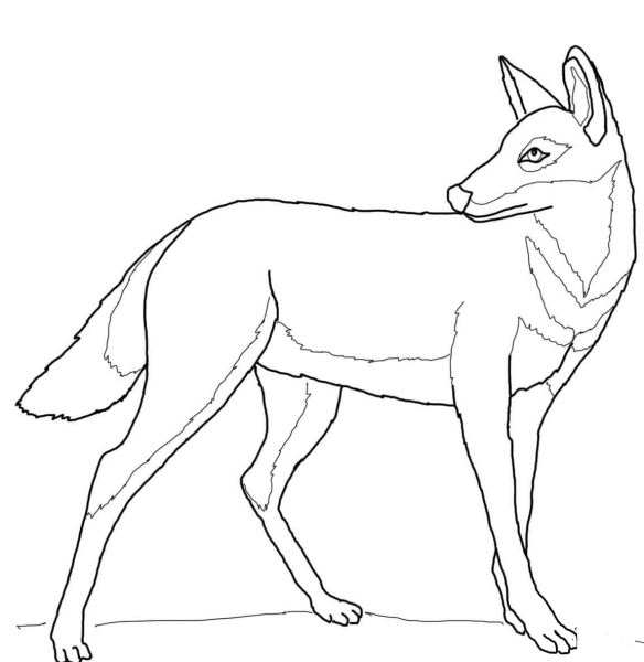 Ethiopian Wolf coloring page image