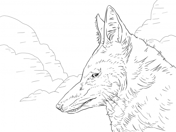 Ethiopian Wolf Head coloring page image
