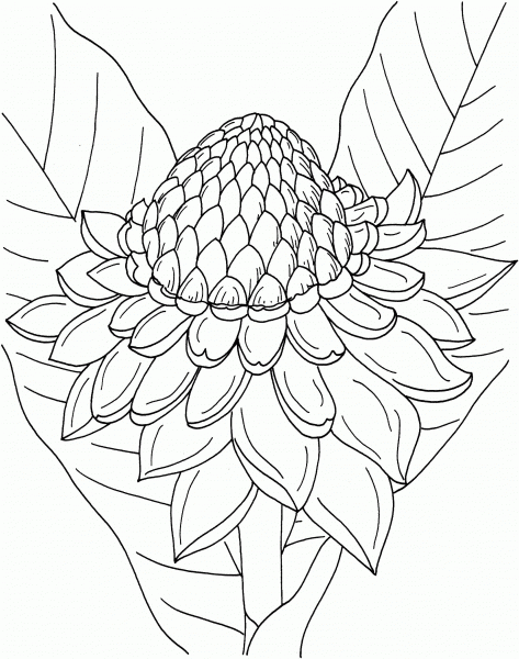 Etlingera Elatior or Torch Ginger coloring page image