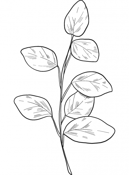 Eucalyptus Branch  coloring page image