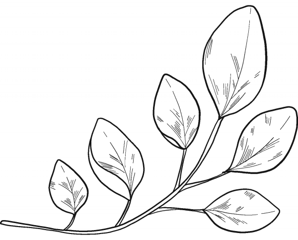 Eucalyptus Branch coloring page image
