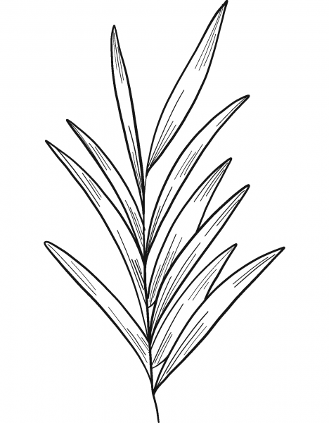 Eucalyptus Branch coloring page image