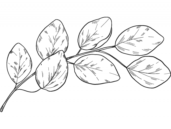 Eucalyptus Branch coloring page image