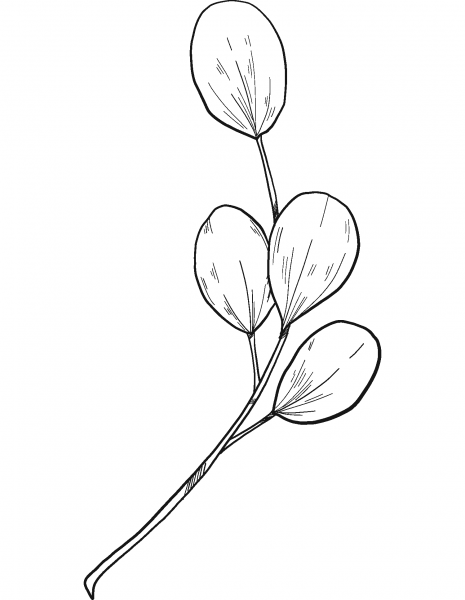 Eucalyptus Branch coloring page image