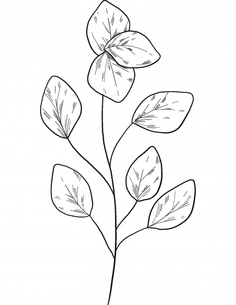 Eucalyptus Branch coloring page image