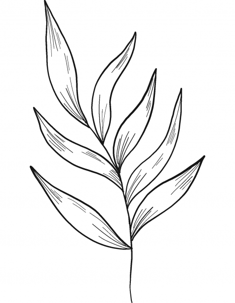 Eucalyptus Branch coloring page image