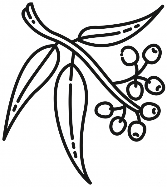 Eucalyptus coloring page image