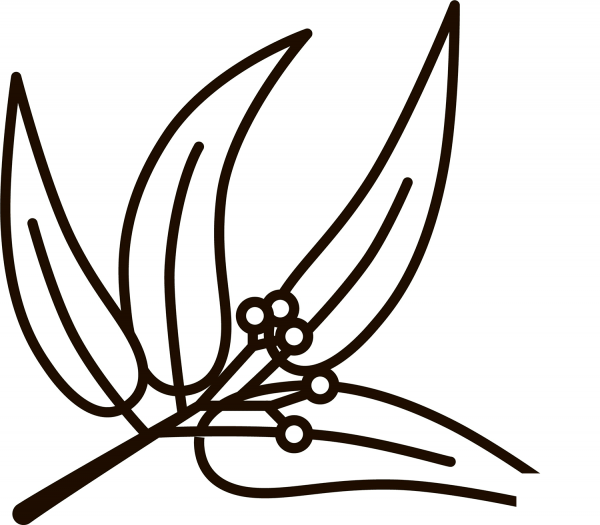 Eucalyptus coloring page image