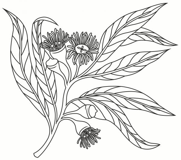 Eucalyptus coloring page image