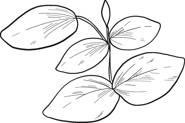 Eucalyptus Leaves coloring page image