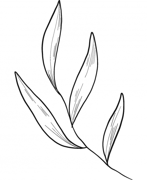 Eucalyptus Leaves coloring page image