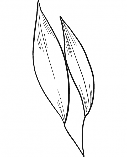 Eucalyptus Leaves coloring page image