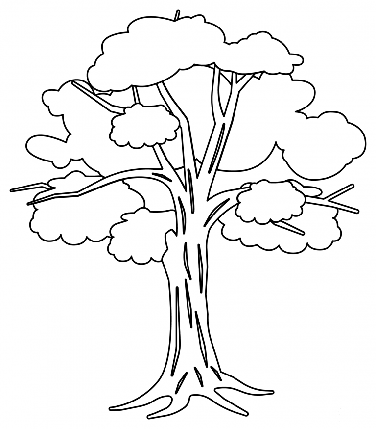 Eucalyptus Tree coloring page - ColouringPages