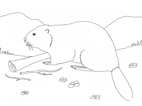 Eurasian Beaver coloring page image