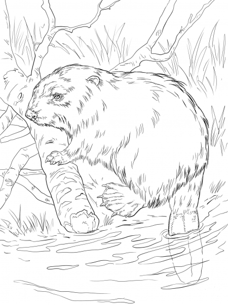 Eurasian Beaver on a River Bank coloring page image