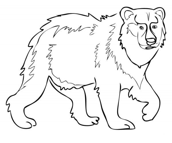 Eurasian Brown Bear coloring page image